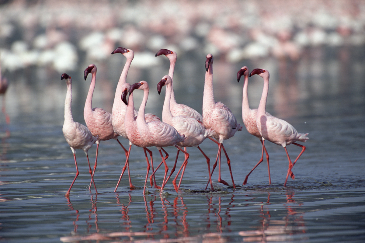 kosta-bl-flamingo